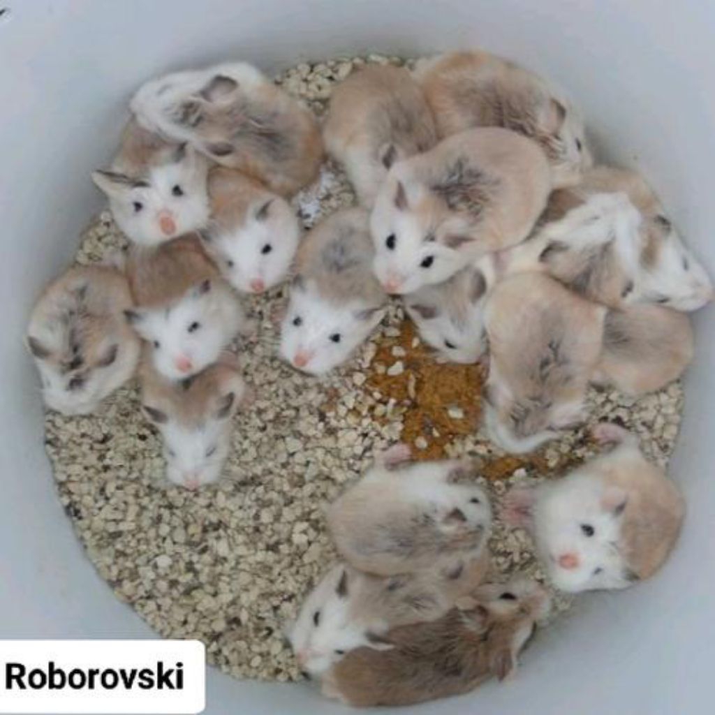 Hamster Roborovski