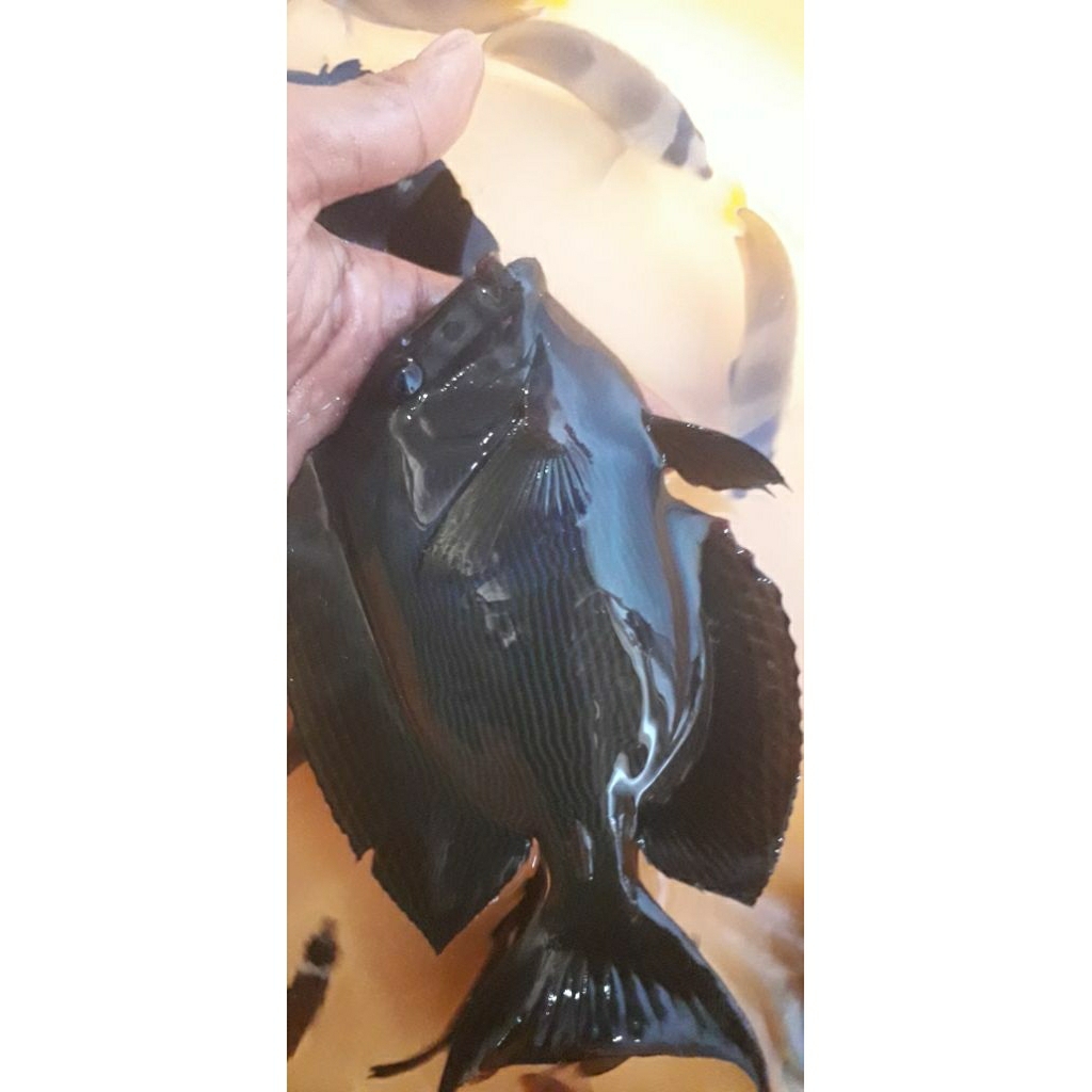 

IKAN HIAS LAUT BOTANA COKLAT