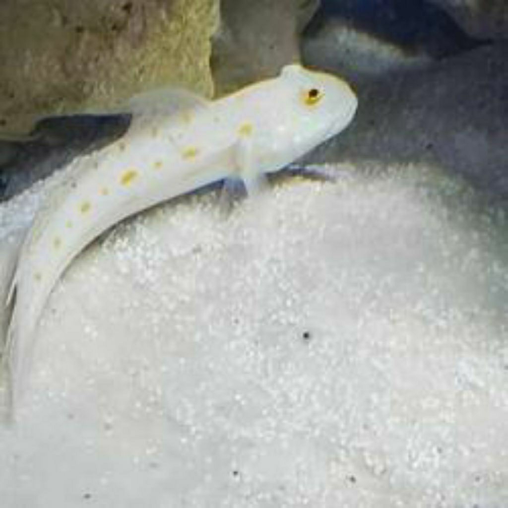 

IKAN HIAS LAUT JABING PASIR