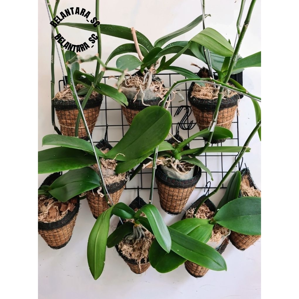 Anggrek Bulan & Papan Pakis Media Tanam