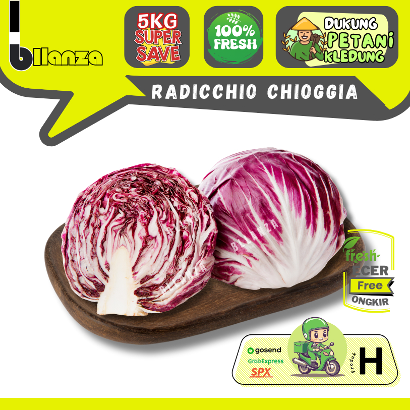 

Bllanza | Radicchio Chioggia / Red Chicory — Sayur Gunung ECER (H)