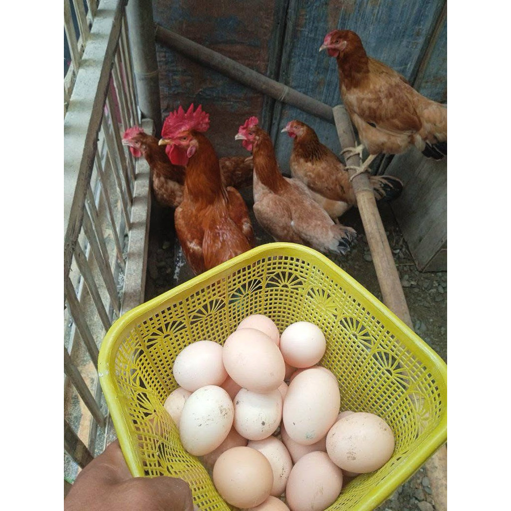 

telur tetas/fertil ayam mardi ori