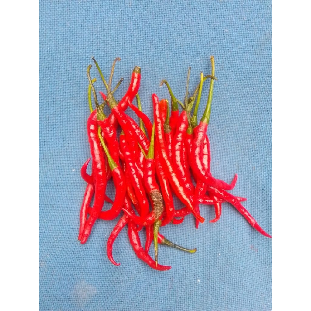 

cabe merah fresh 250gram