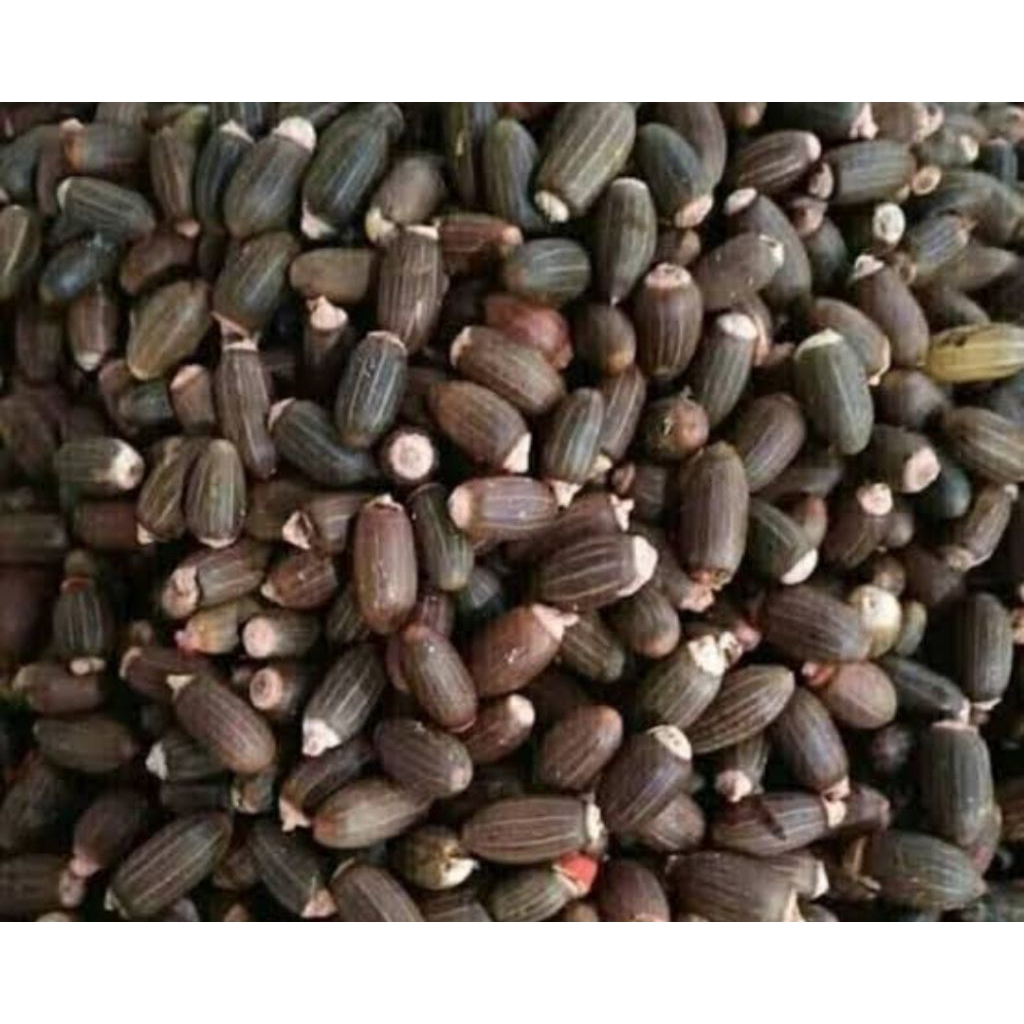 

buah melinjo 1 kg bahan emping mentah murah