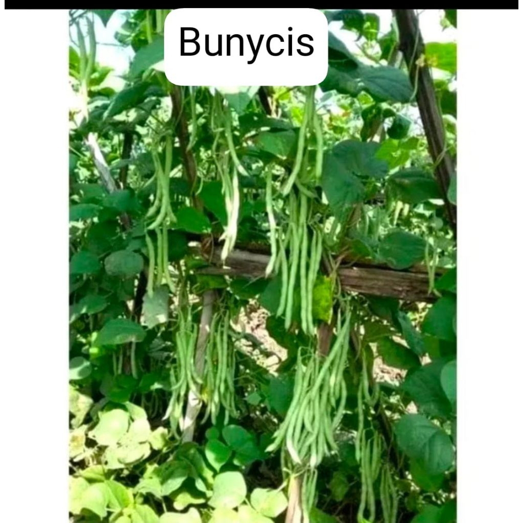 

Jual Bibit Buncis Jual Isi Dalam 10 Biji