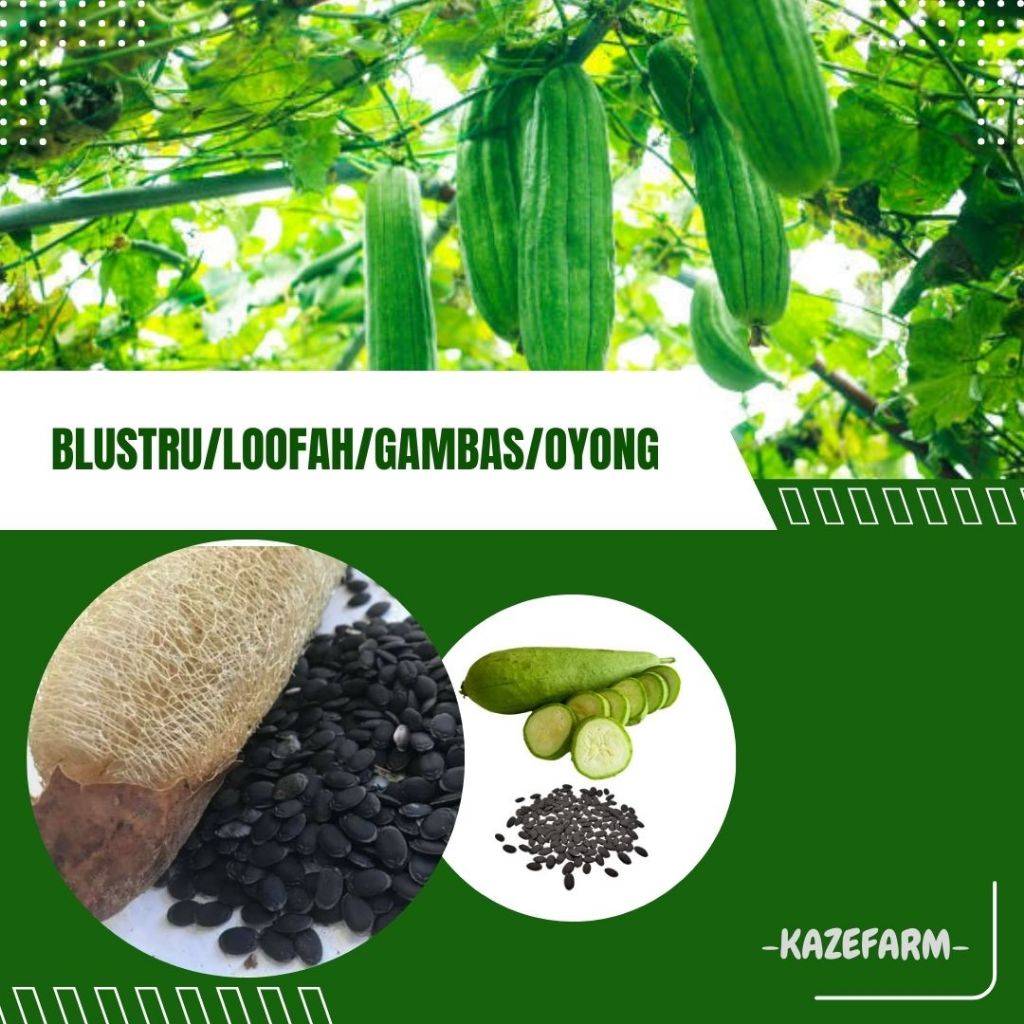 20 Biji - Benih Blustru/ loofah / gambas / Oyong / Luffah