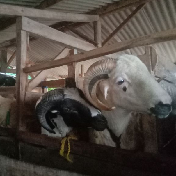 

Kambing Domba Hidup Jantan Betina Aqiqah Qurban Free Ongkir Jabodebek