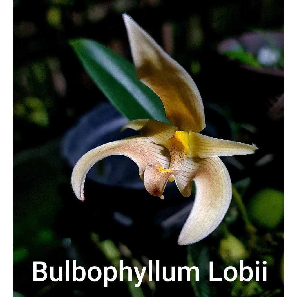 Bulbophyllum Lobii