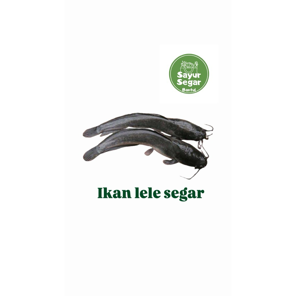 

Ikan Lele Segar 500gr