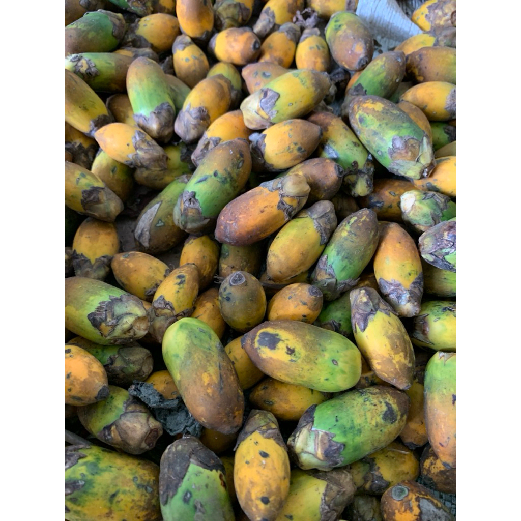 

Buah pinang tua produk alami berkuantitas ready stok per 250g