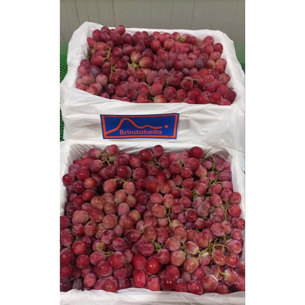 

Anggur Red Globe Australia manis