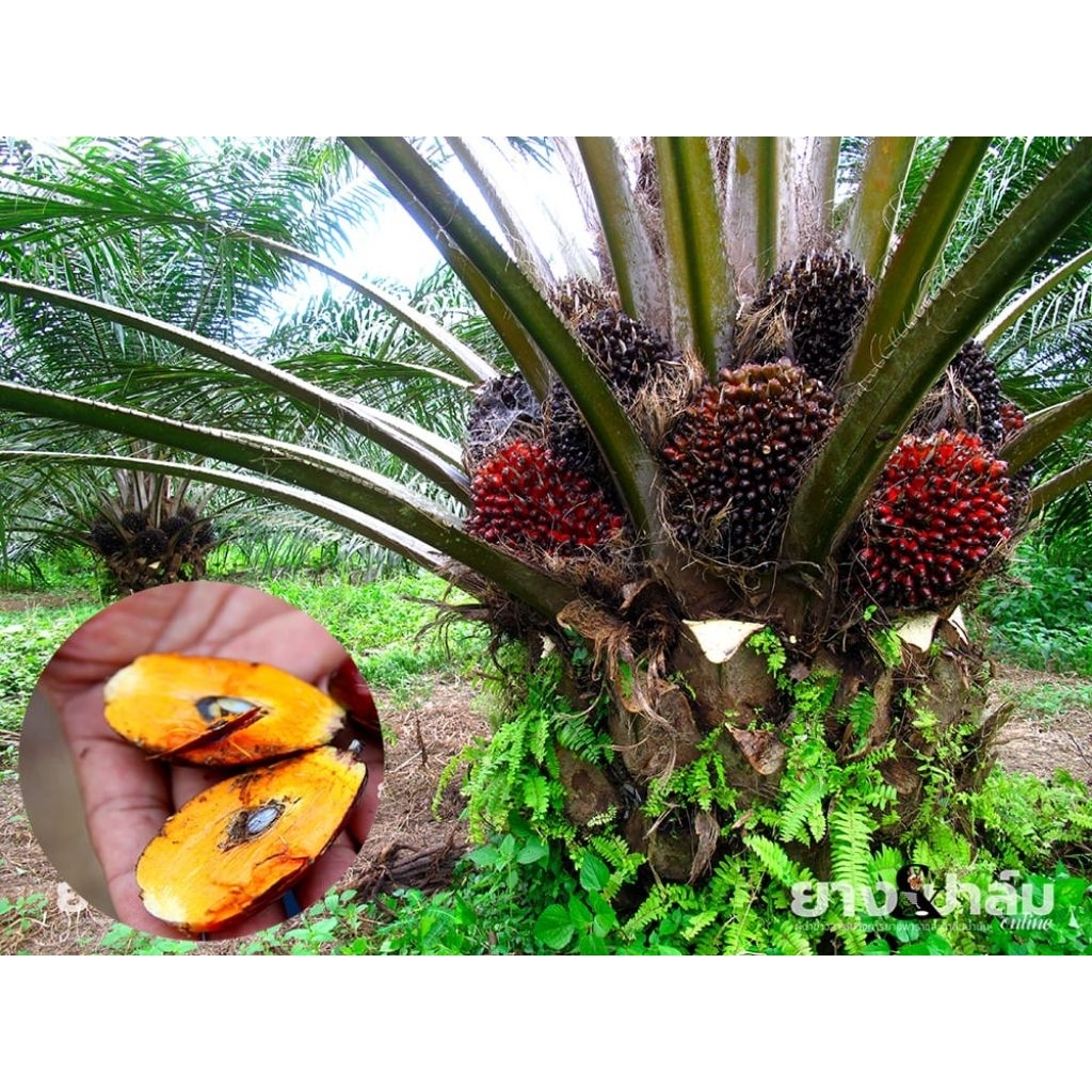 Ready benih kecambah kelapa sawit DxP GOLDEN TENERA