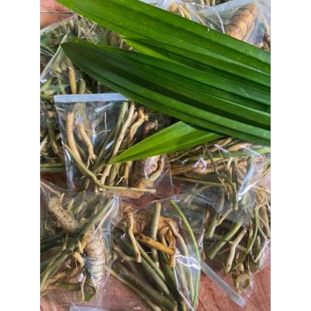 

Akar pohon pandan wangi asli organik berat 50 gr siap pakai rempah nusantara