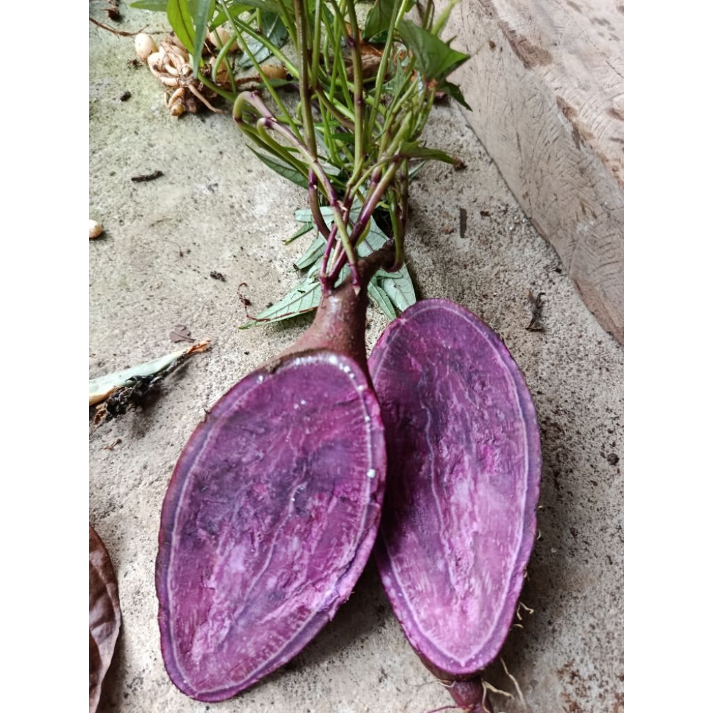 Bibit Ubi Ungu