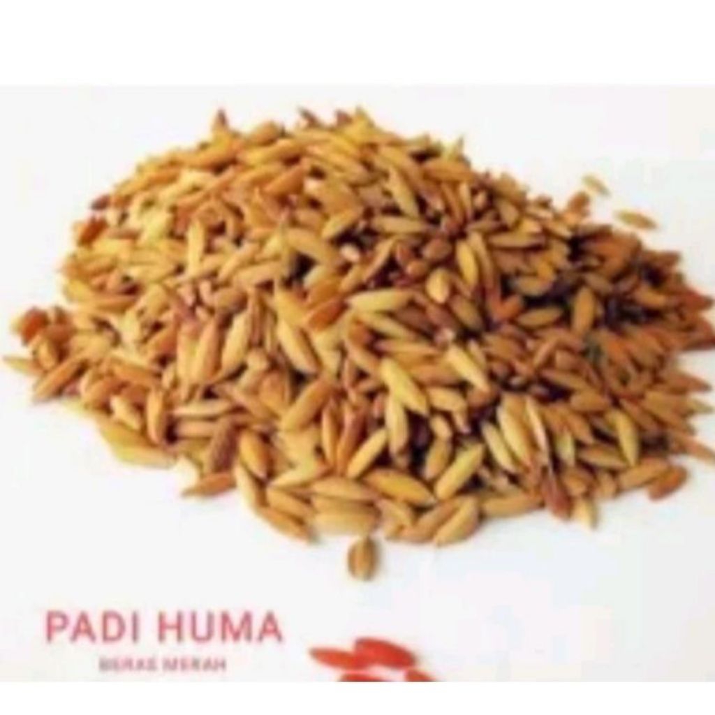

Padi huma/beras merah 1000 gram (1kg)