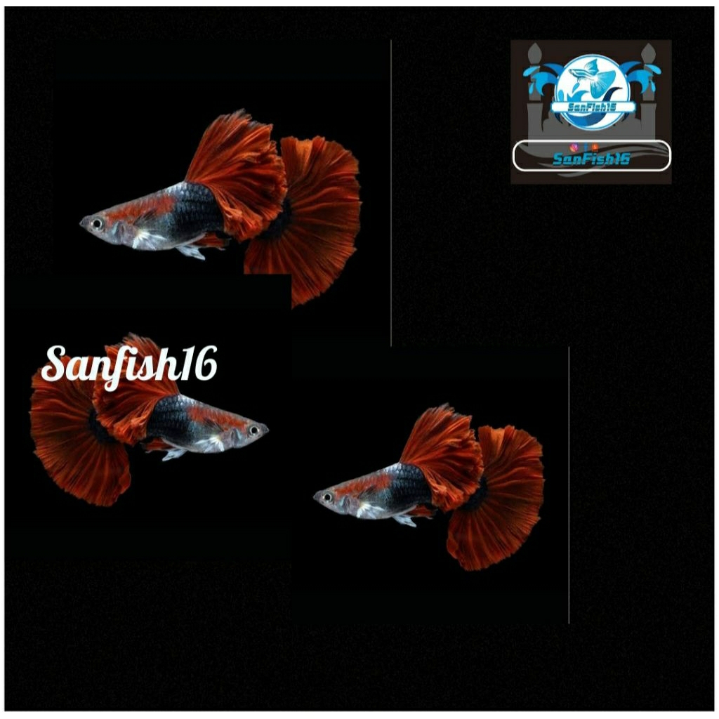 hiasan aquarium guppy hb red rose