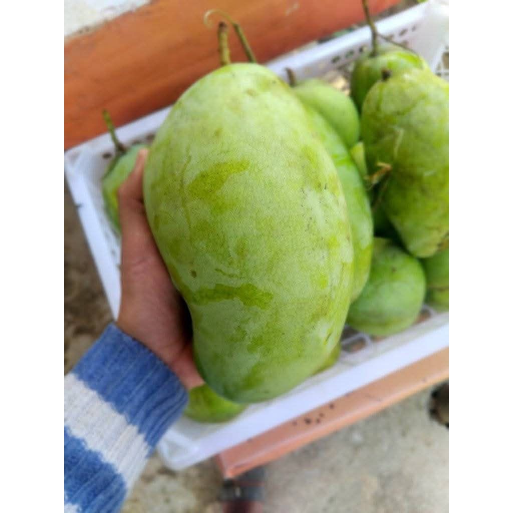 

mangga gajah/mangga budiraja super 1kg