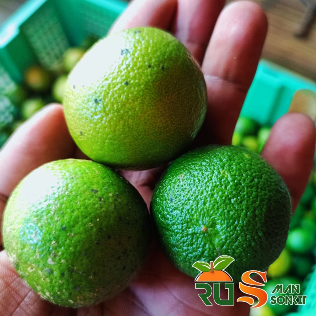 

1kg Jeruk sonkit Jeruk peras Jeruklemoncui Jeruk peras asem jeruk perasmanis