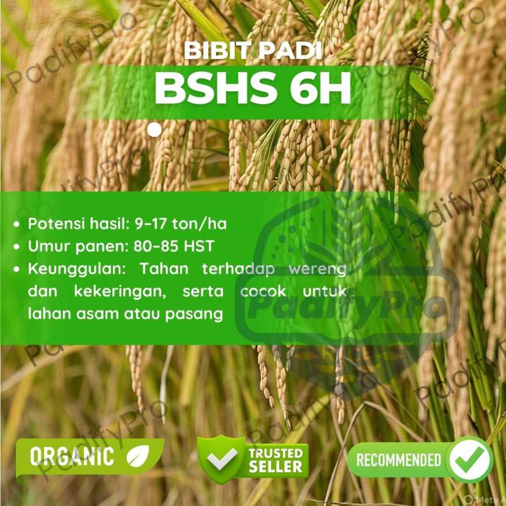 

Bibit Padi BSHS 6H | Panen 95 HST | Tahan Wereng & Produksi Tinggi