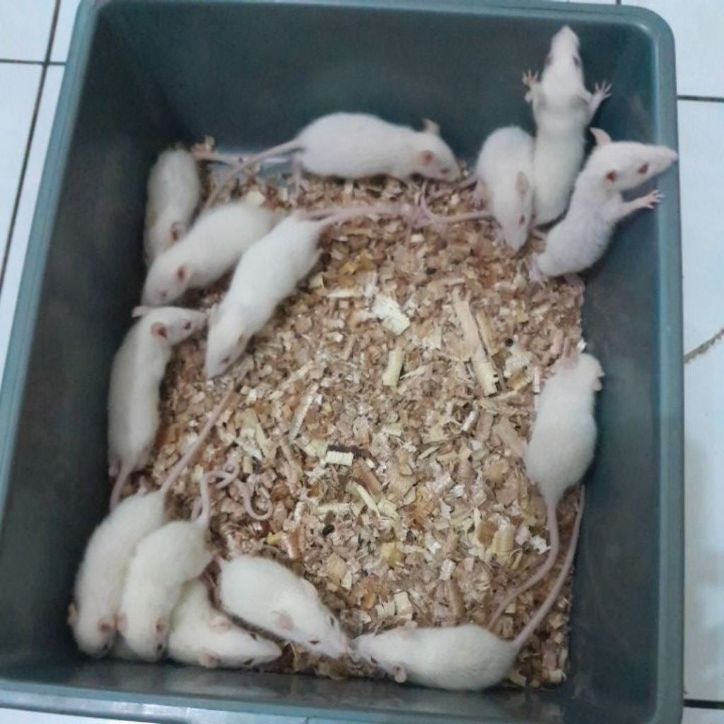 Tikus putih Rat sapih