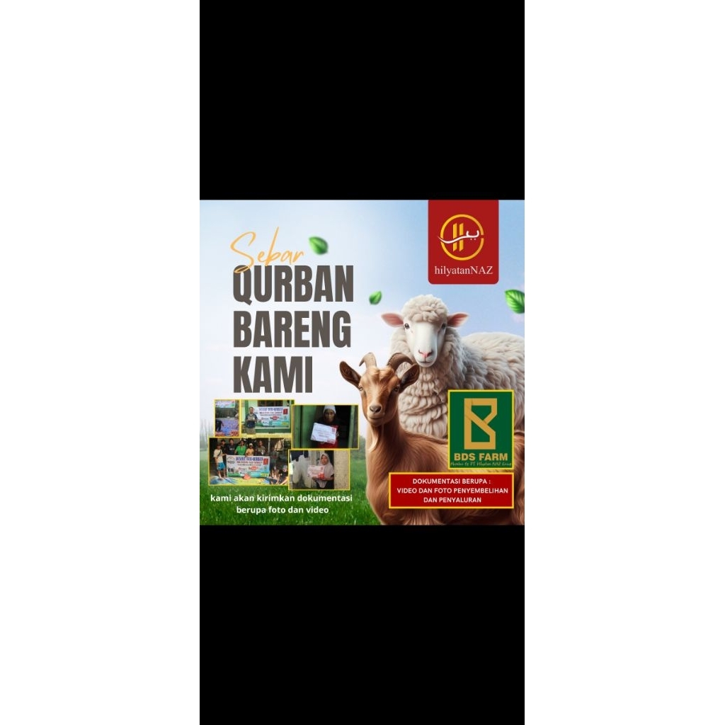 

domba Qurban/kambing sebar qurban dan qurbam sosial
