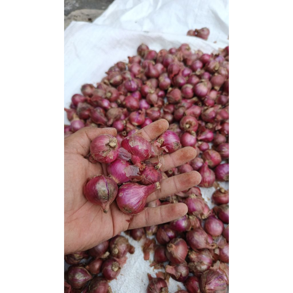 

Bawang merah