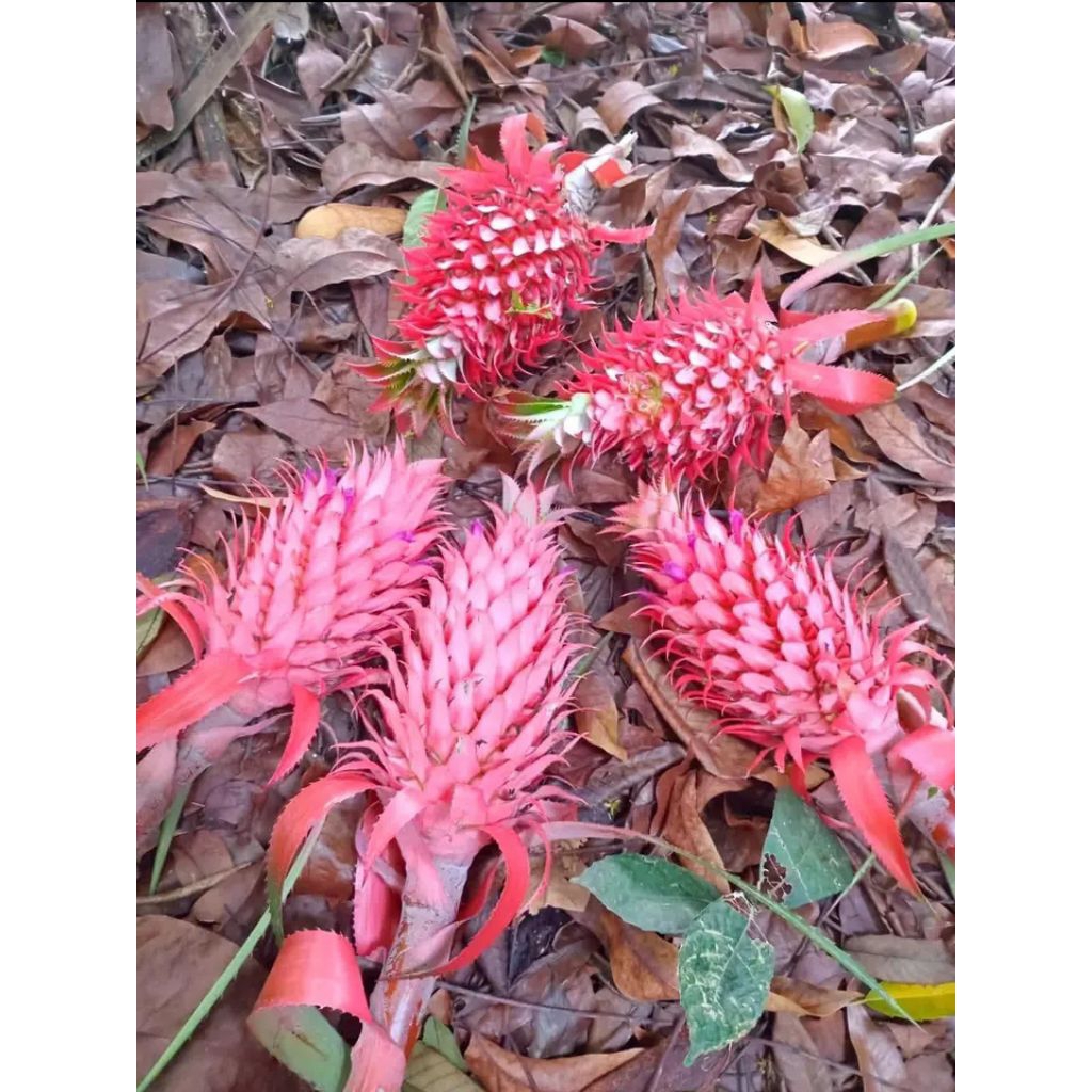 

nanas merah asli dari hutan berat bersih (1kg)