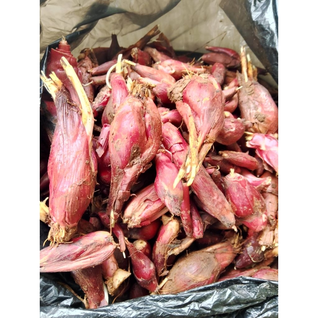 

bawang dayak segar per 1kg