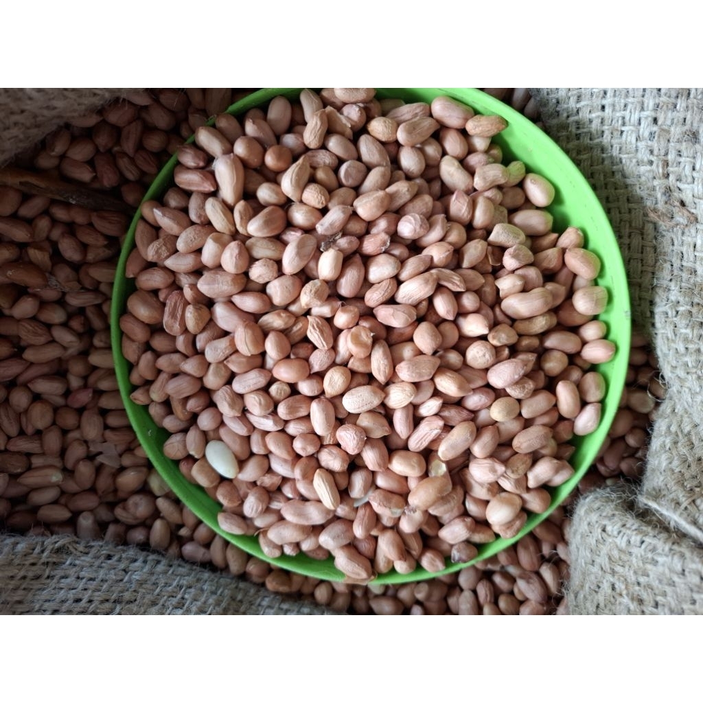 

kacang tanah super