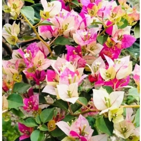 BOUGENVILLE JENIS GOLDEN RAO ORI