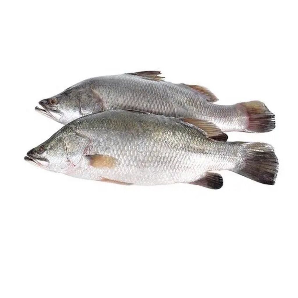 

ikan Kakap Putih Live Hidup Ikan baramudi segar Ikan hasil laut segar