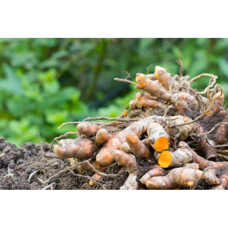 

kunyit segar asli madiun murahhh meriah