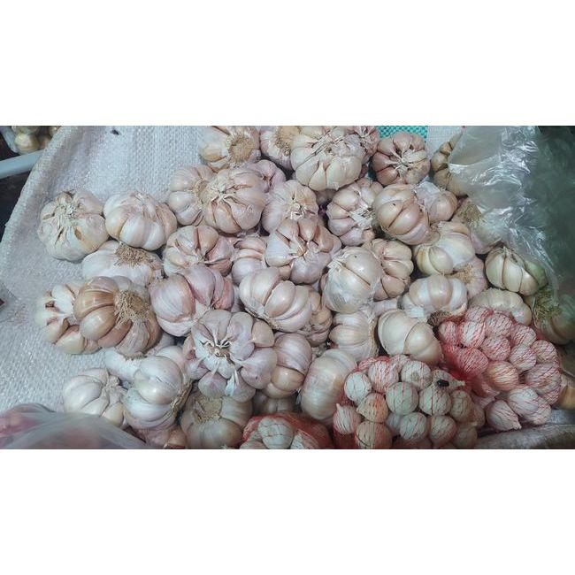 

5 KG Bawang putih fresh stok selalu baru