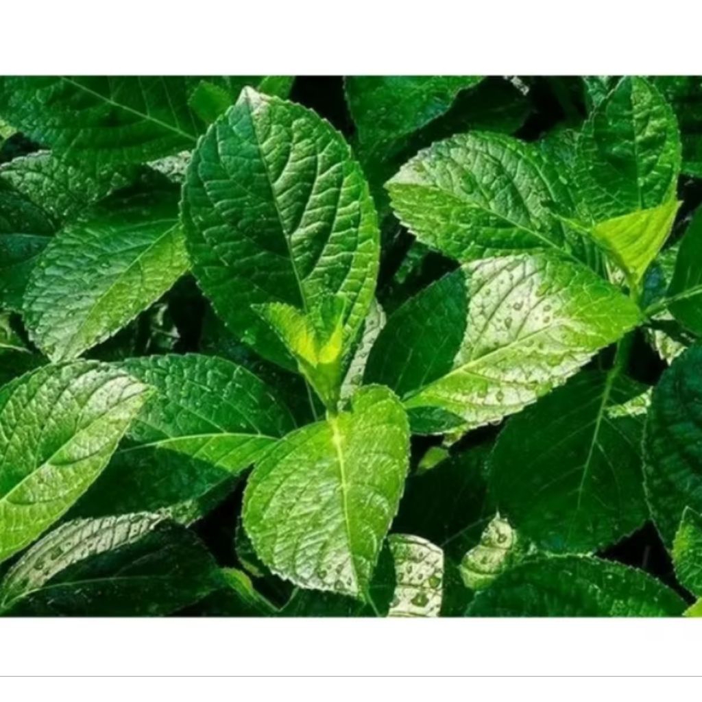 

daun keji beling/ pecah beling 100gr