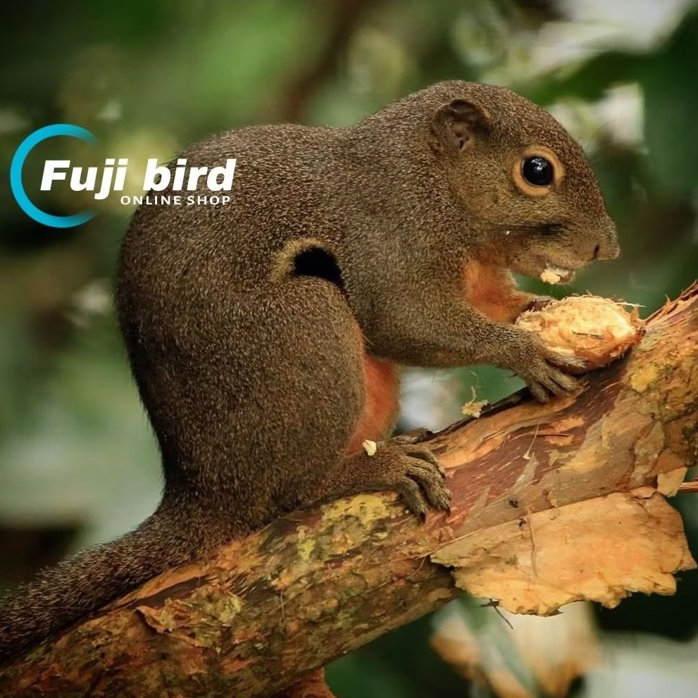 TUPAI KELAPA ATAU BAJING KELAPA UNTUK PELIHARAAN