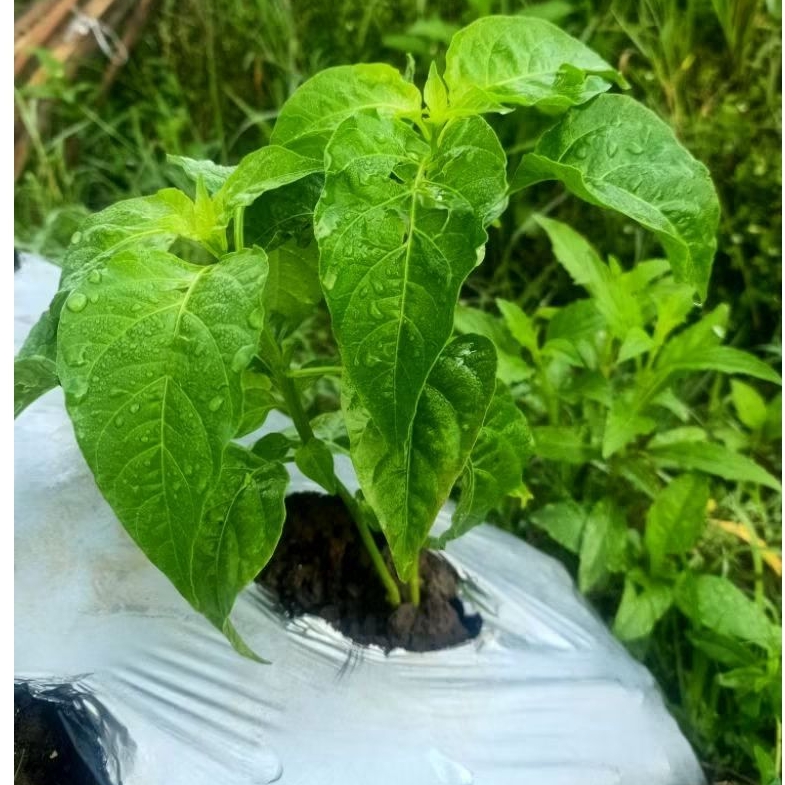 ( 5 ) Pupuk Kocor 15 Hst Pupuk Racikan Metode Mas Udin