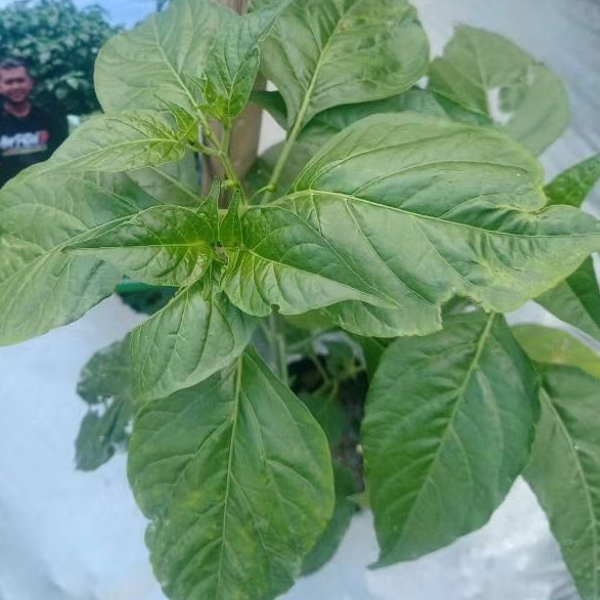 ( 7 ) Pupuk Racikan 25 Hst Metode Tanam Cabai Mas Udin Musim Hujan