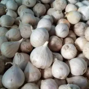

BAWANG TUNGGAL 250 gram