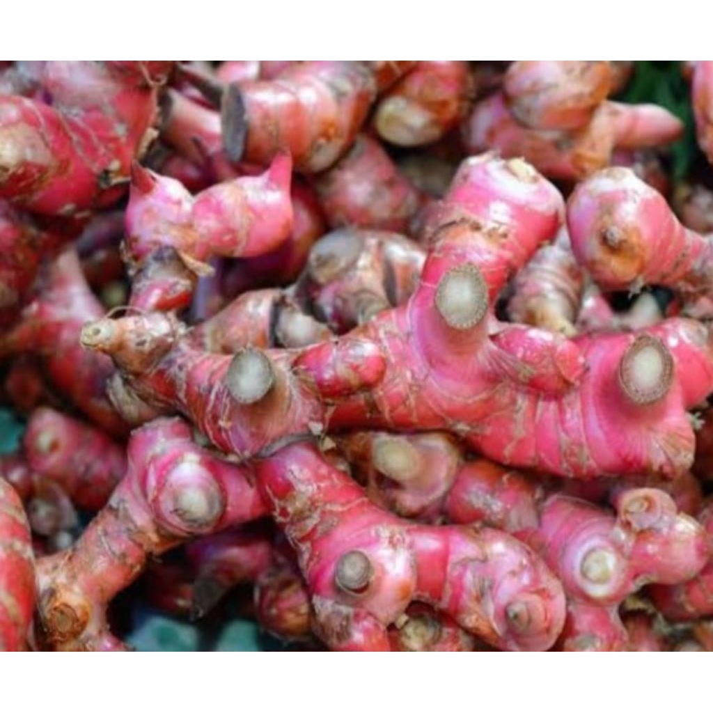 

Jual jahe merah segar organik kondisi bersih 250 g