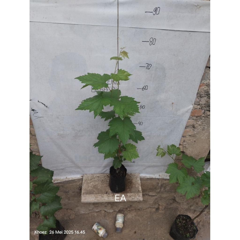 

bibit anggur early adora rs k5bb