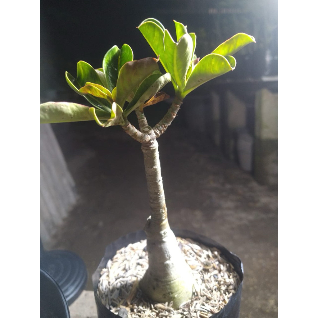 Adenium Grafting