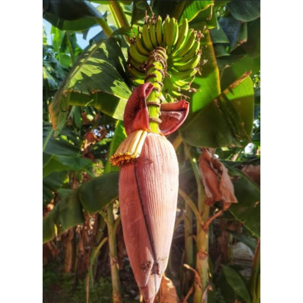 

jantung pisang/per 1 buah