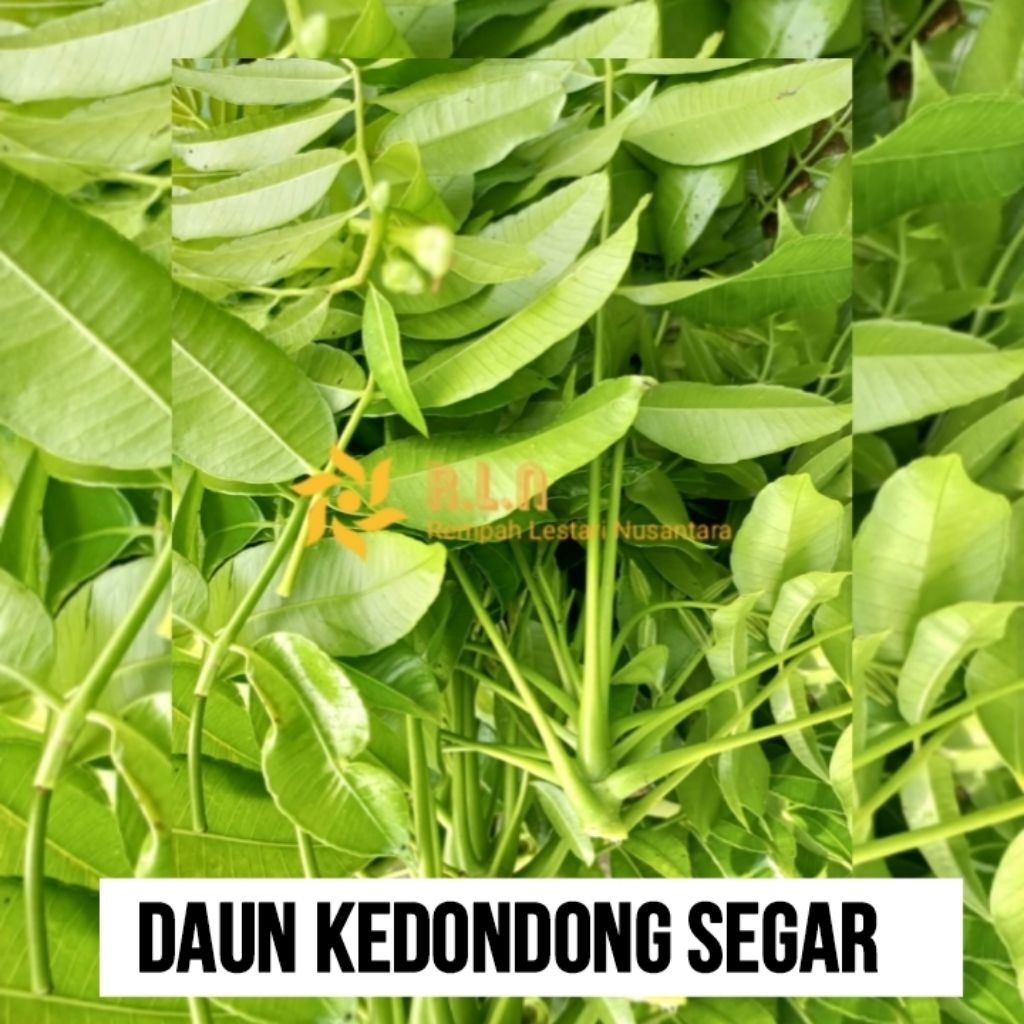 

Daun kendongdong segar | Daun kedondong fres dan segar