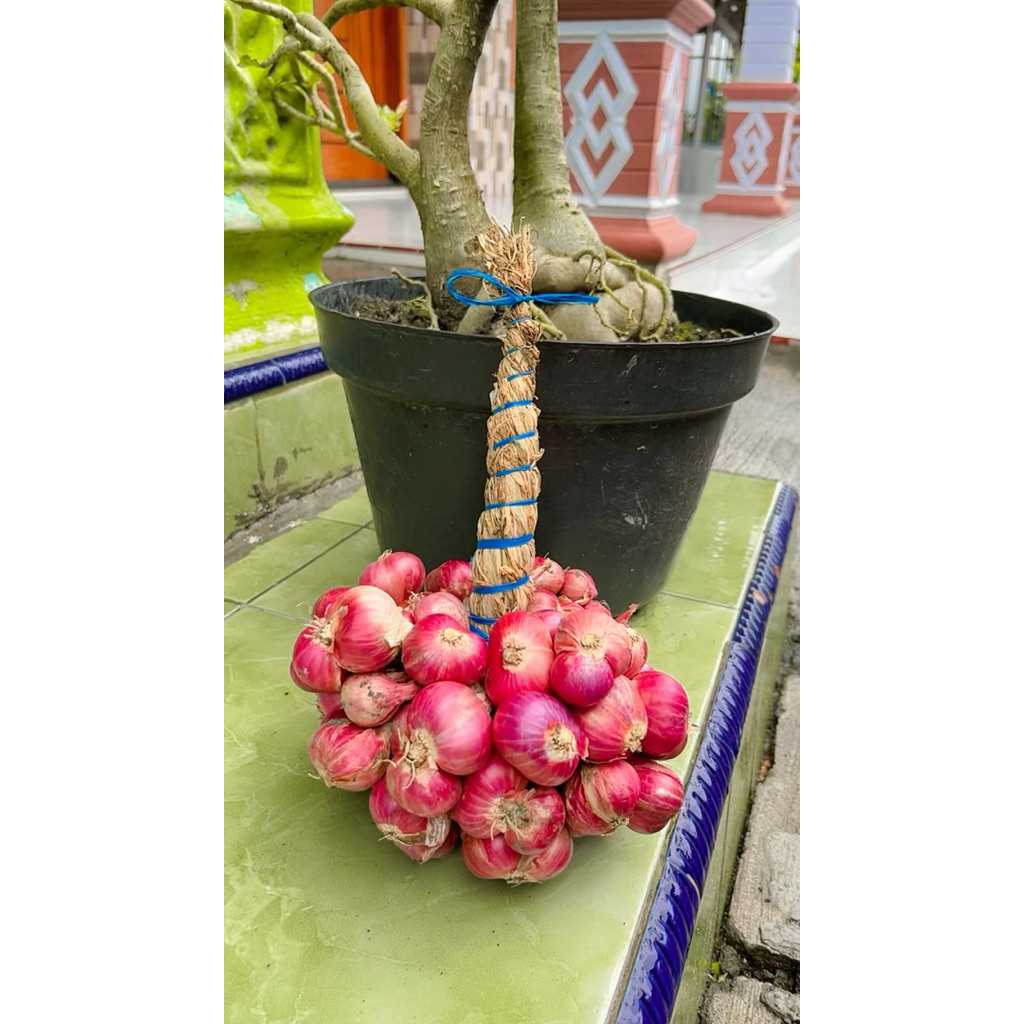 

Bawang merah Asli dri probolinggo super jumbo
