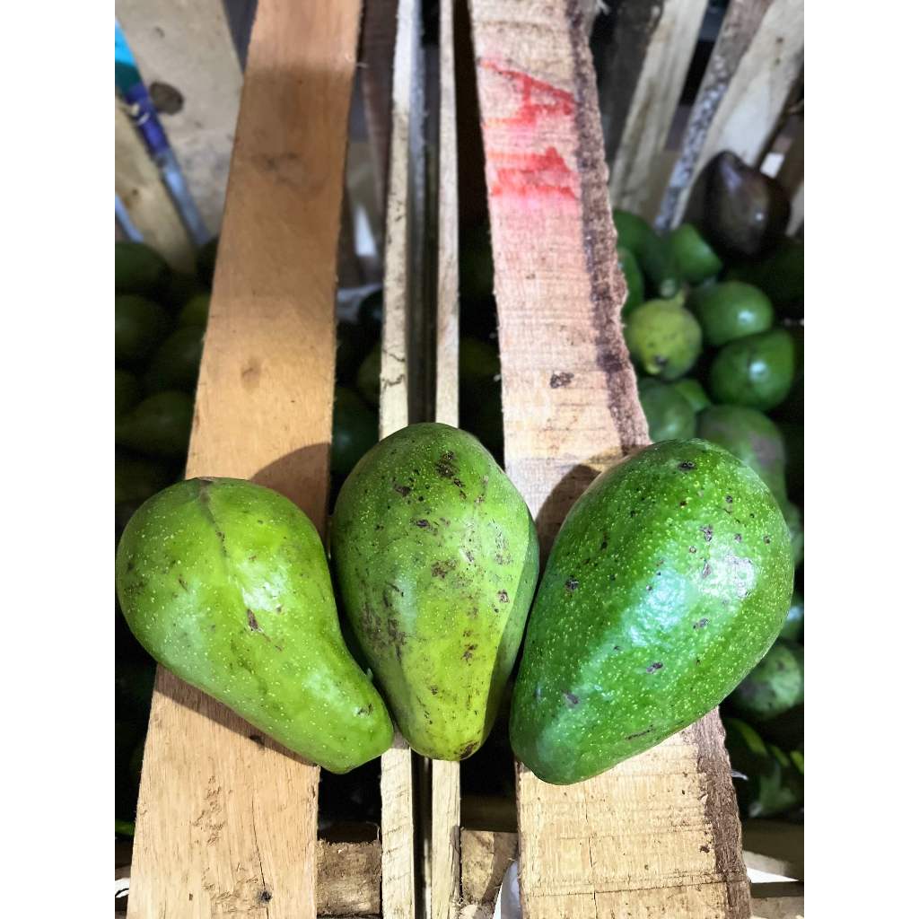 

RB Alpukat Utuh LAMPUNG 1KG Sedang Isi 3 - 5 Buah