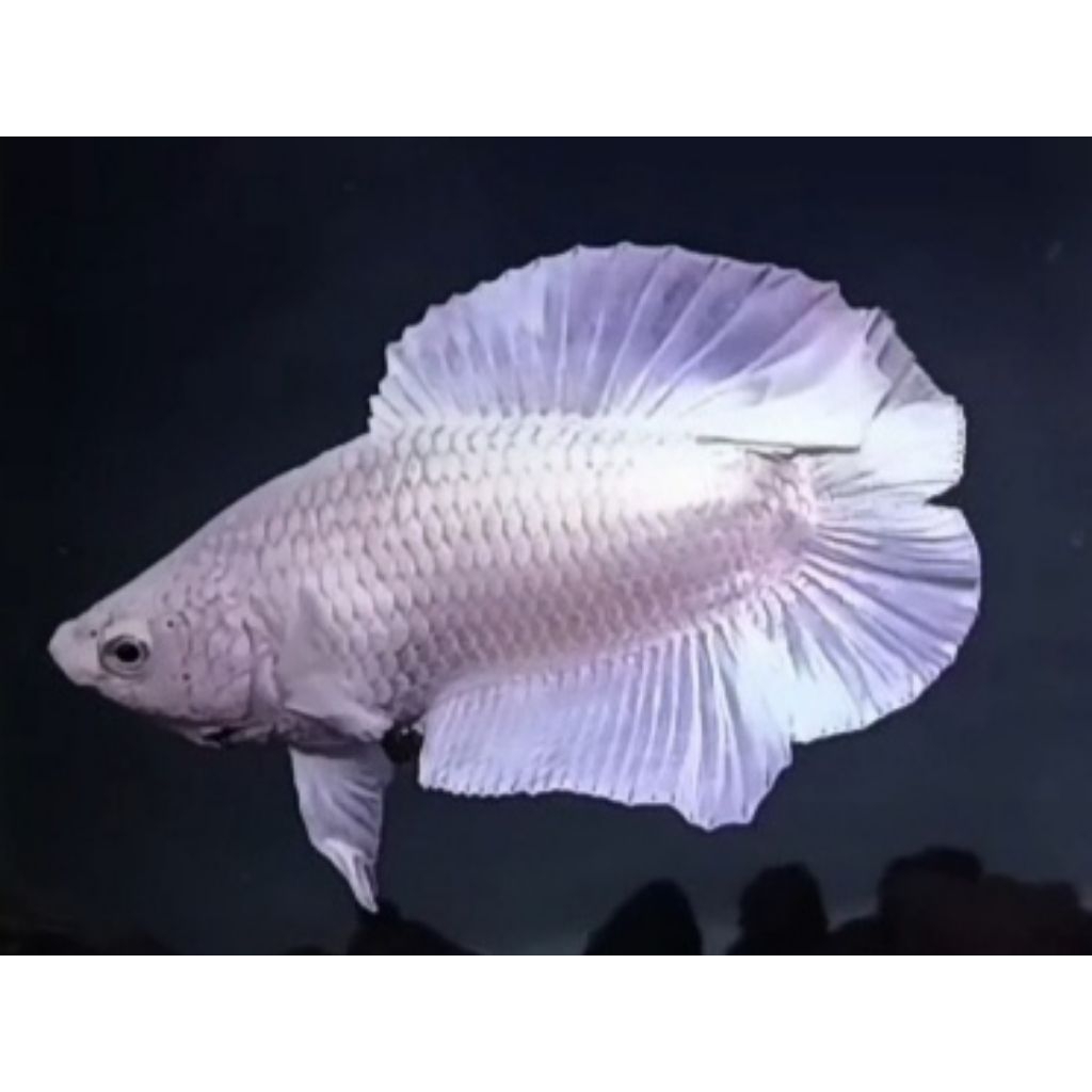 HIASAN AQUARIUM + DOUBLE TAIL WHITE PLATINUM