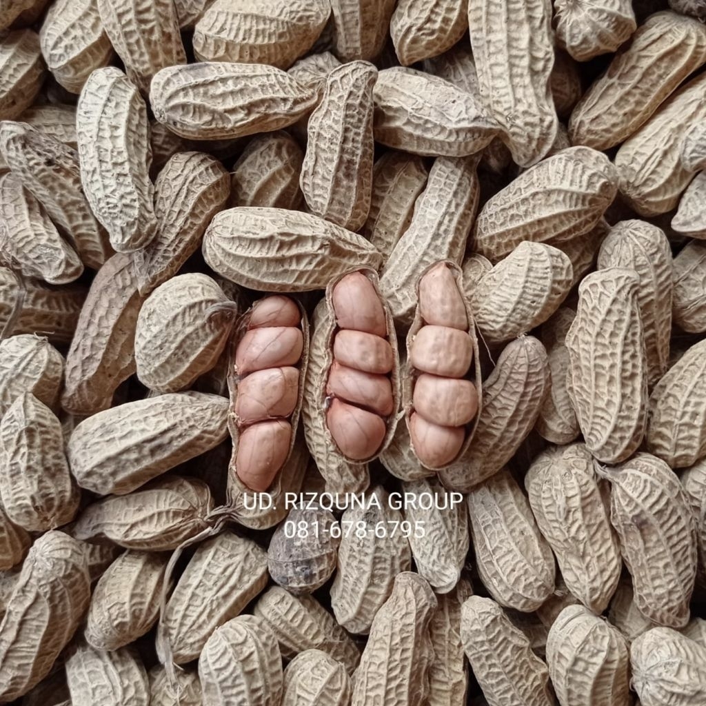 

KACANG KULIT SANGRAI SUPER KEMASAN 1 KG