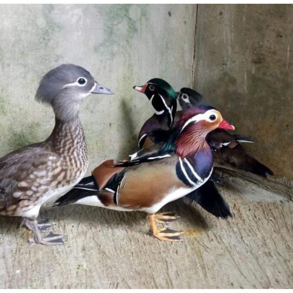 

Telur bebek hias Mandarin siap tetas