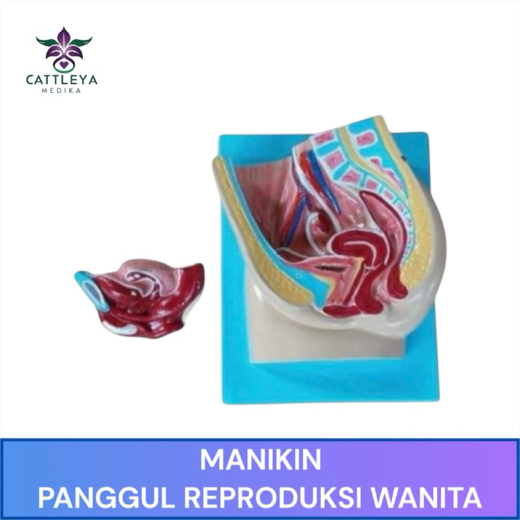 PHANTOM MANIKIN MODEL PANGGUL REPRODUKSI WANITA