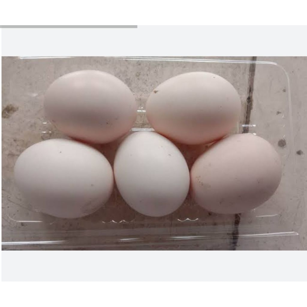 

telur ayam kub fertil